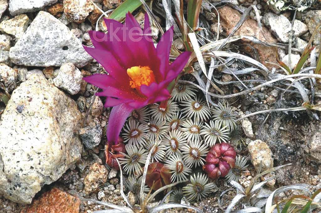 Besonderheiten AZ Seite 4