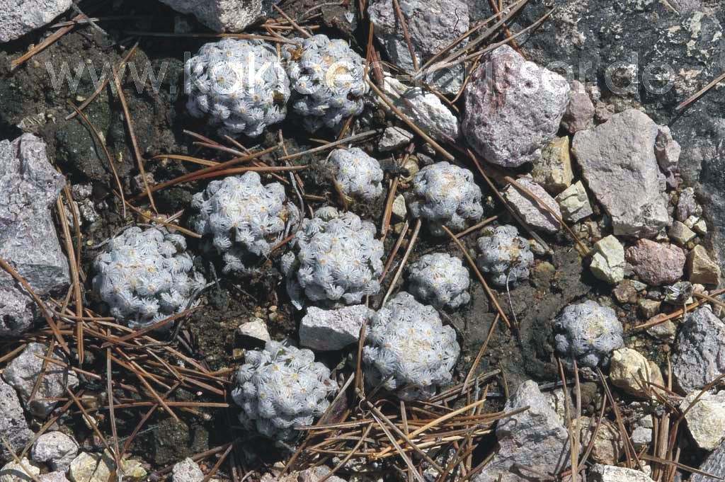 Besonderheiten AZ Seite 4