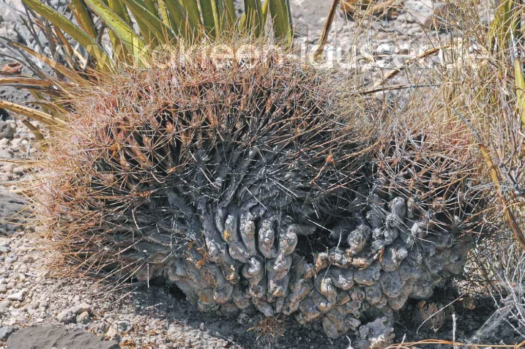 Cristatformen Seite2